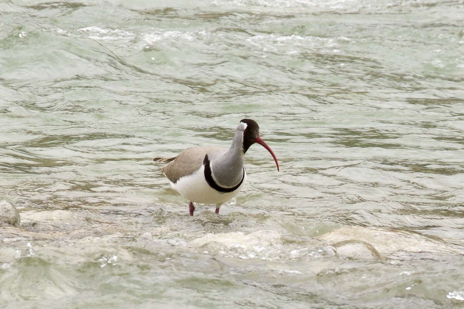 Image of Ibidorhynchidae