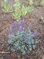 Imagem de Lupinus sellulus Kellogg