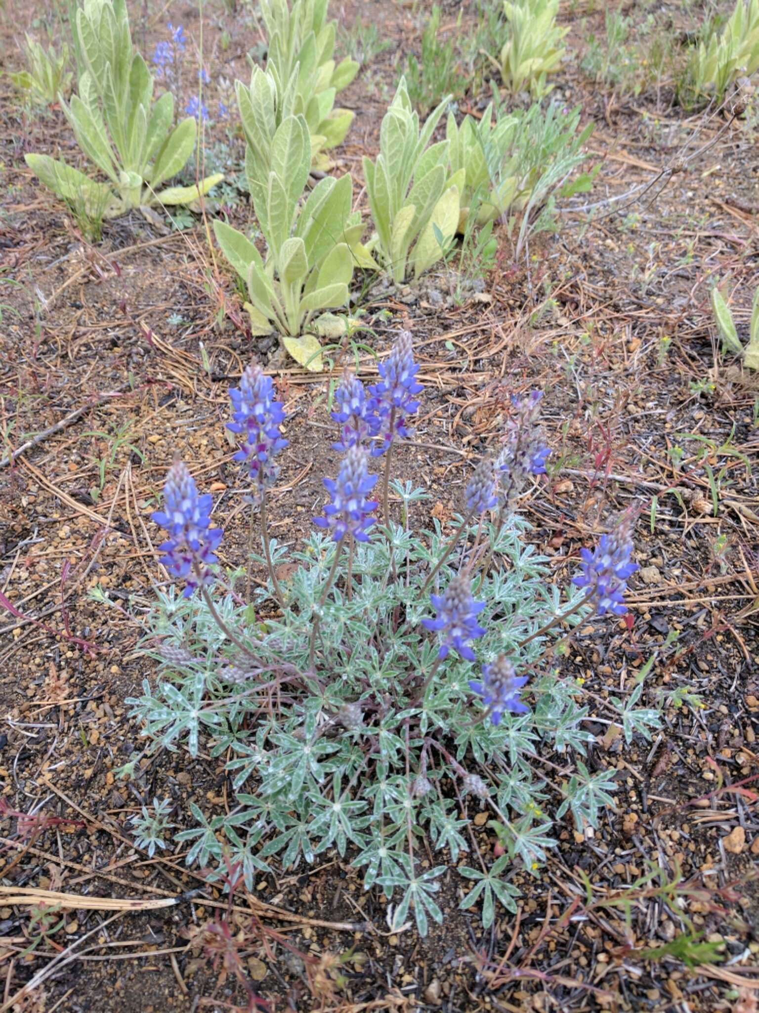 Imagem de Lupinus sellulus Kellogg