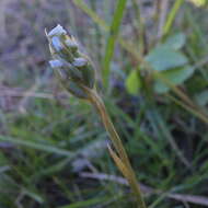 Sivun Zeuxine africana Rchb. fil. kuva