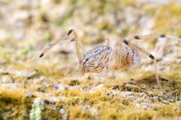 Image of Scytodes pallida Doleschall 1859