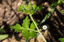 Image of racemed fiestaflower