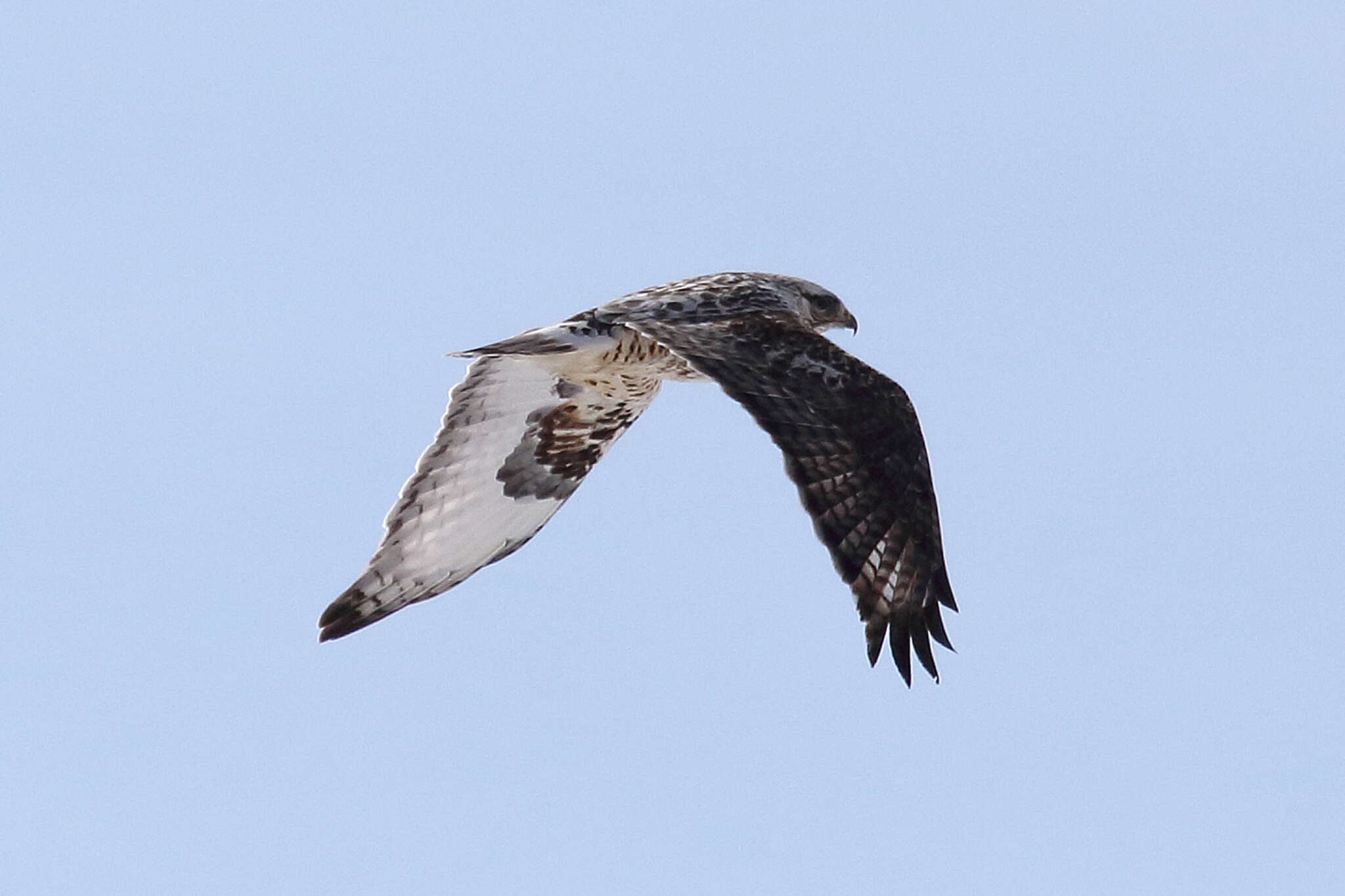 Image of Buteo lagopus sanctijohannis (Gmelin & JF 1788)