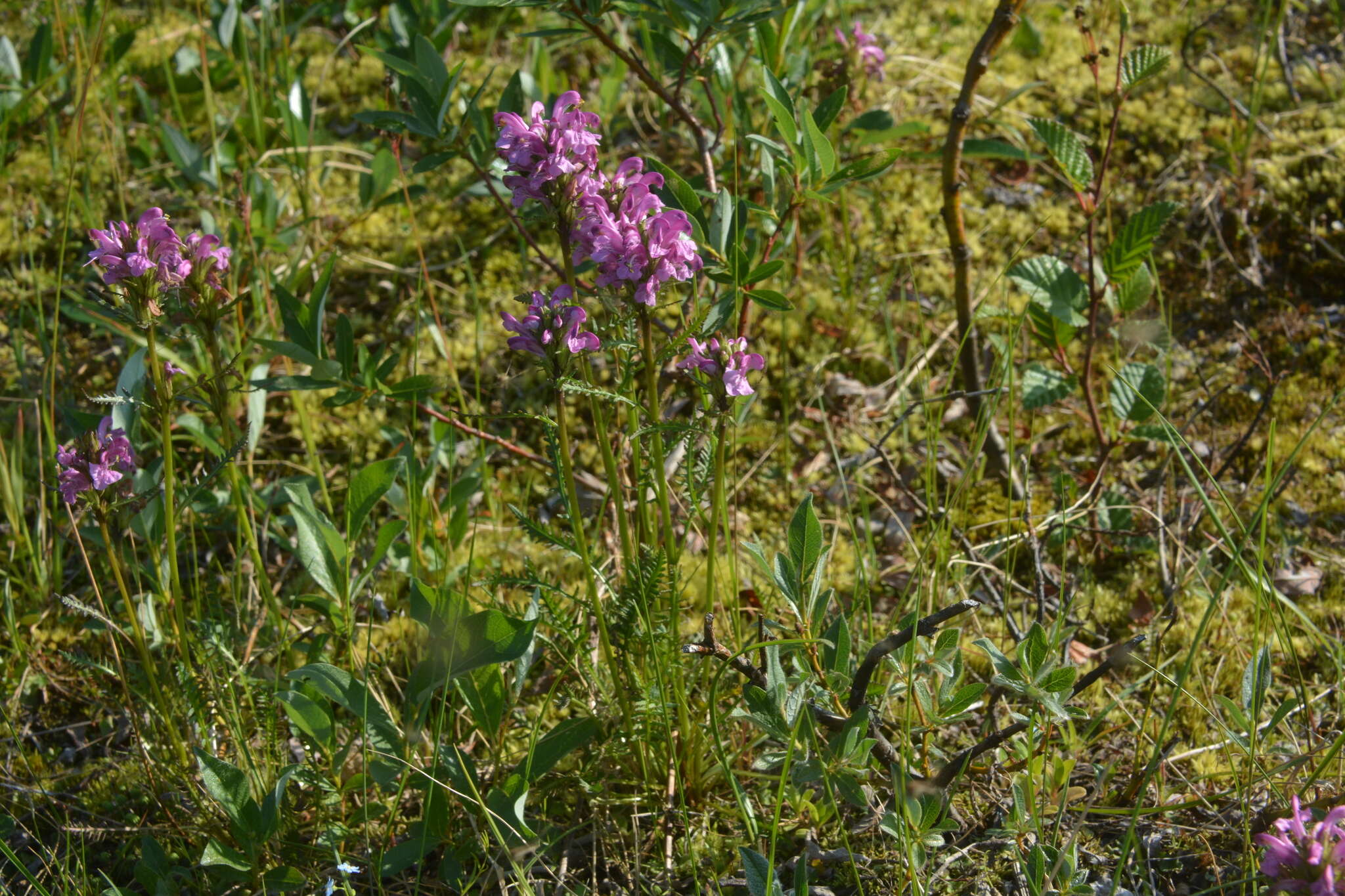 Image of Pedicularis arctoeuropaea (Hultén) U. Molau & D. F. Murray