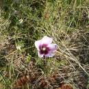 Image of Hibiscus marlothianus K. Schum.