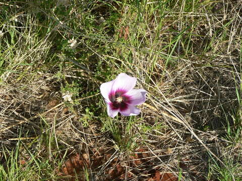 Image of Hibiscus marlothianus K. Schum.