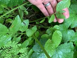 Image of Scouler's Valerian