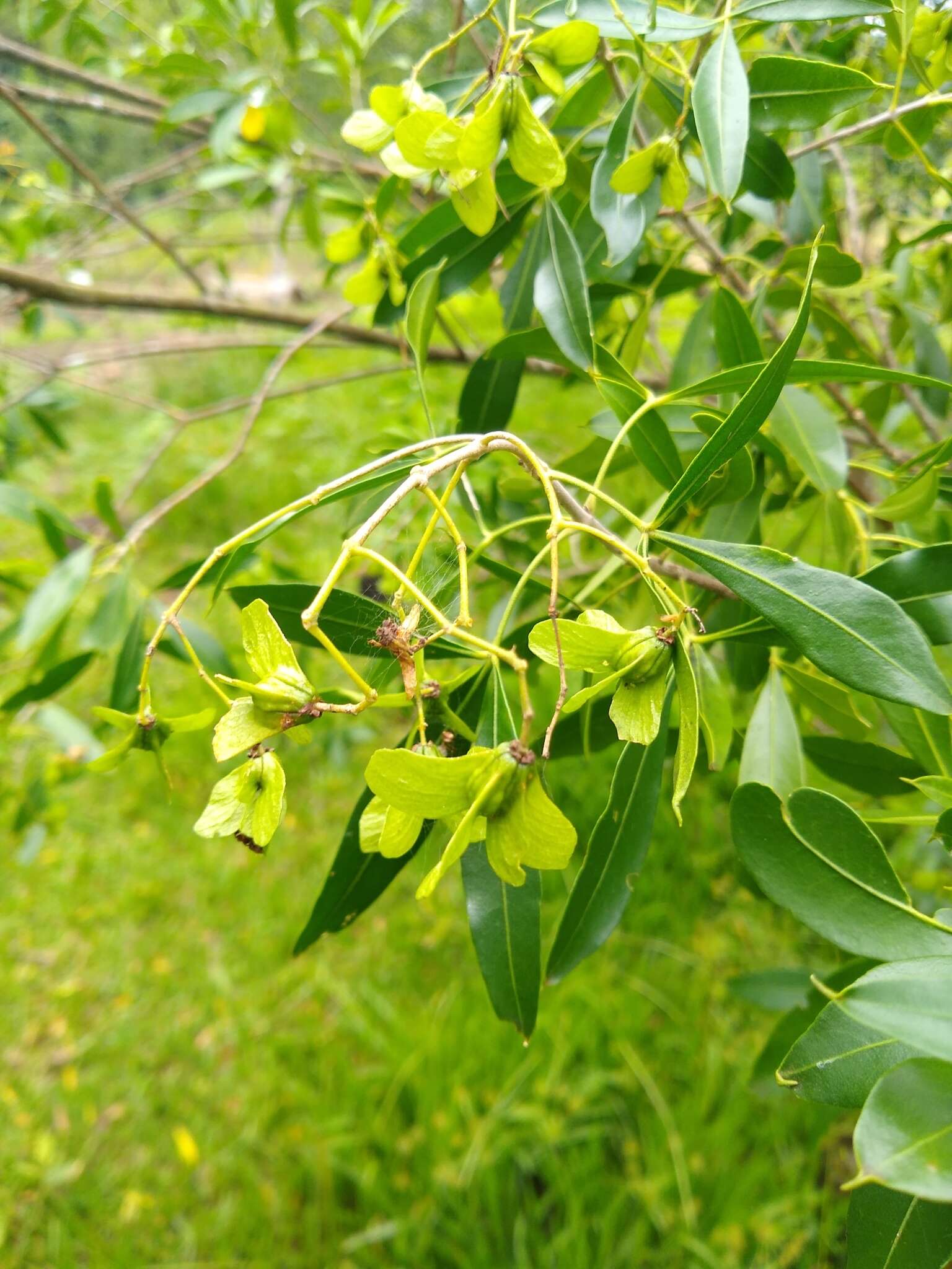 Sivun Helietta apiculata Benth. kuva