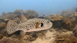 Image of Reticulated Blow Fish