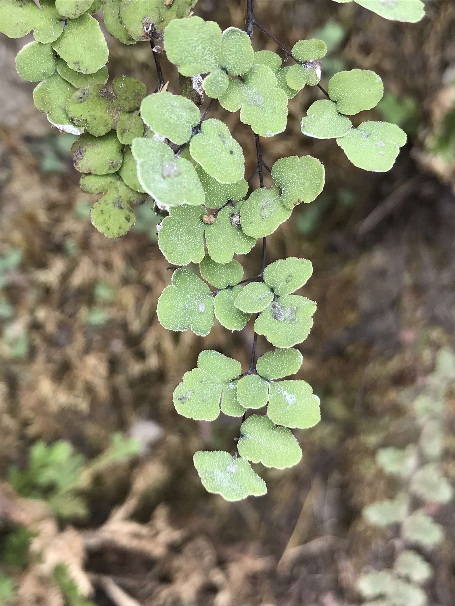 Image of hairy false cloak fern