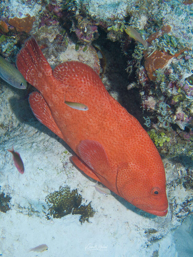 Image of Peacock rockcod