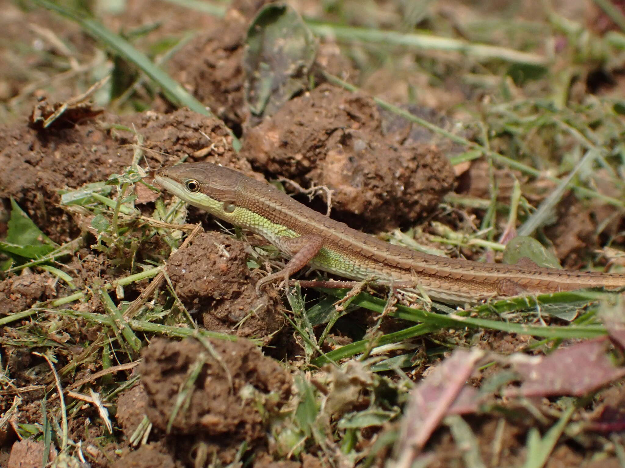 Takydromus sexlineatus ocellatus Cuvier 1829的圖片