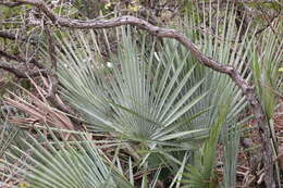 Слика од Brahea decumbens Rzed.