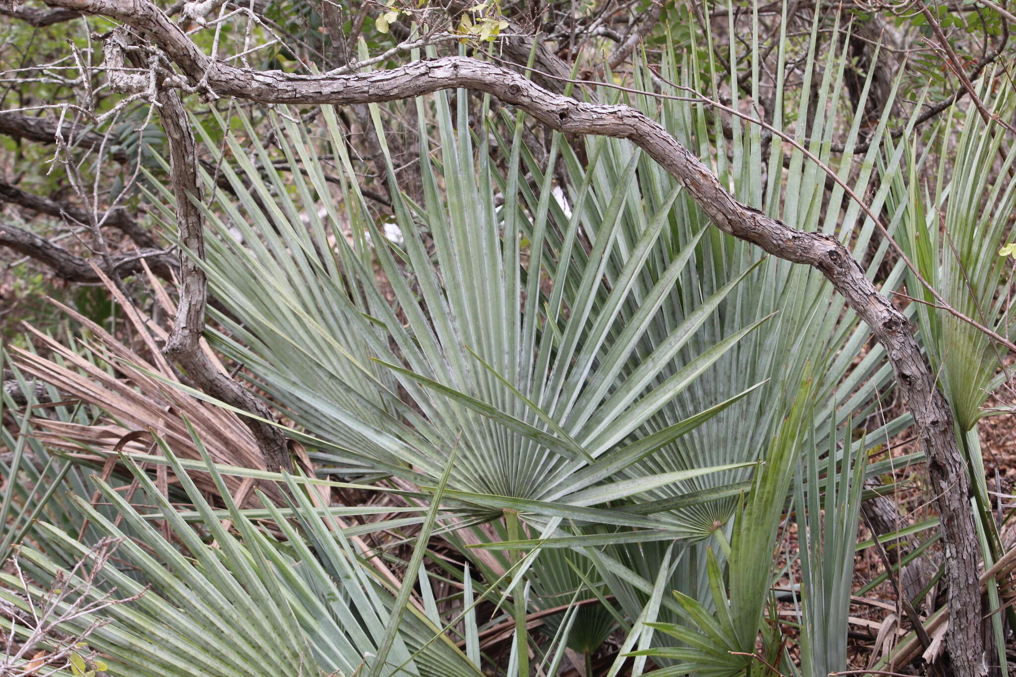 Image of Brahea decumbens Rzed.