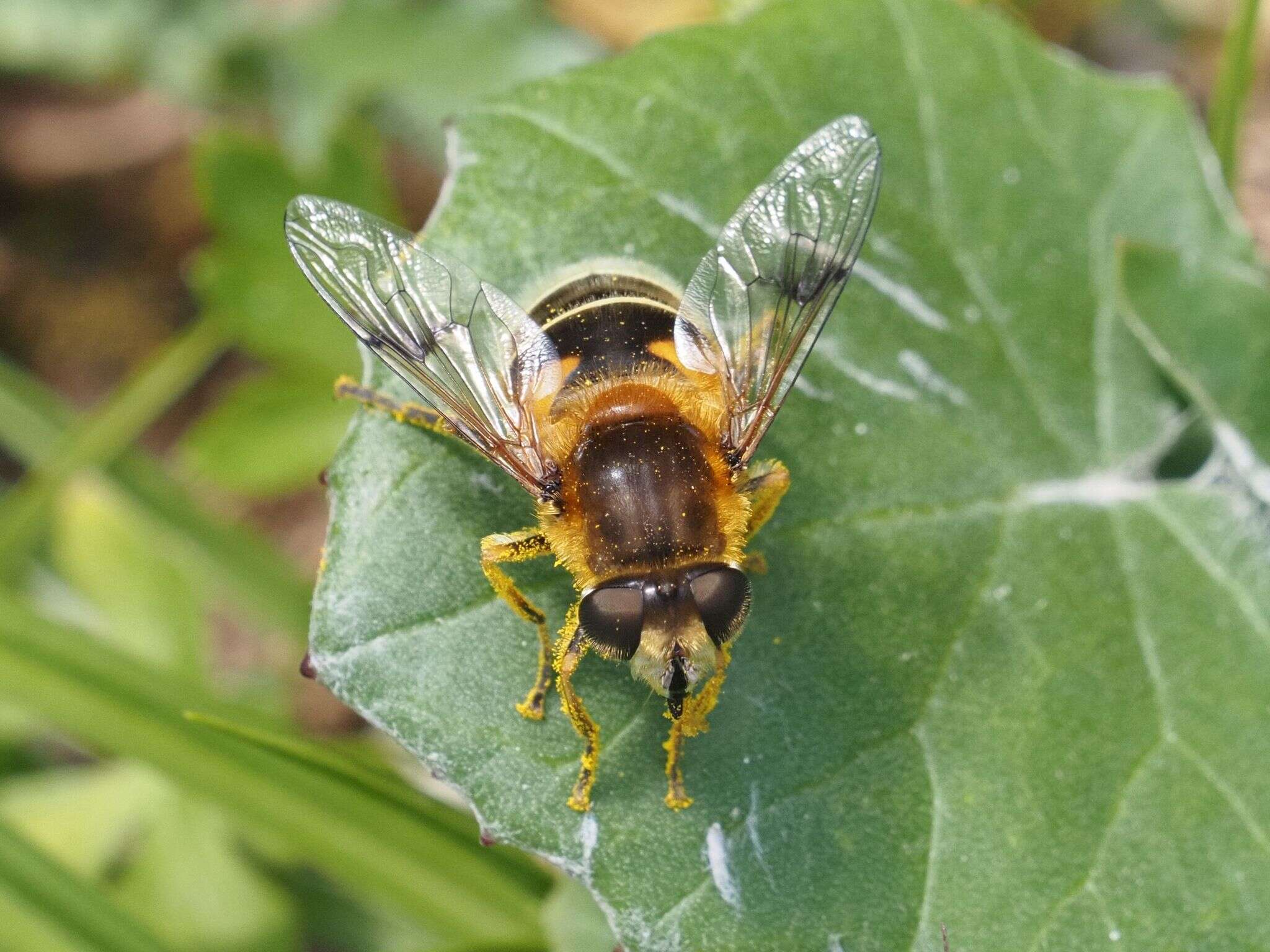 Image of Eristalis jugorum Egger 1858