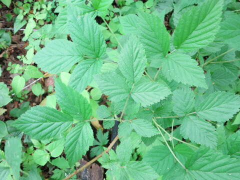 Image de Rubus allegheniensis Porter