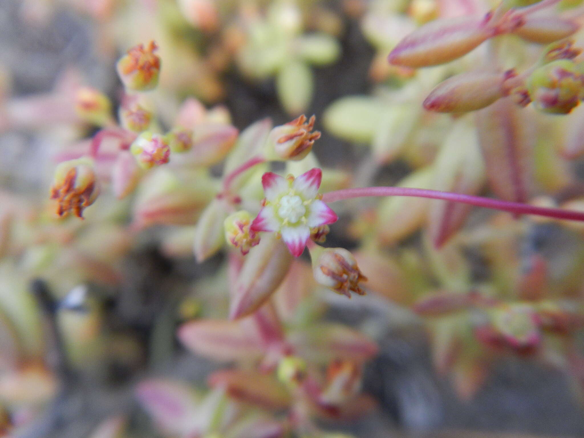 Image of Crassula expansa subsp. expansa