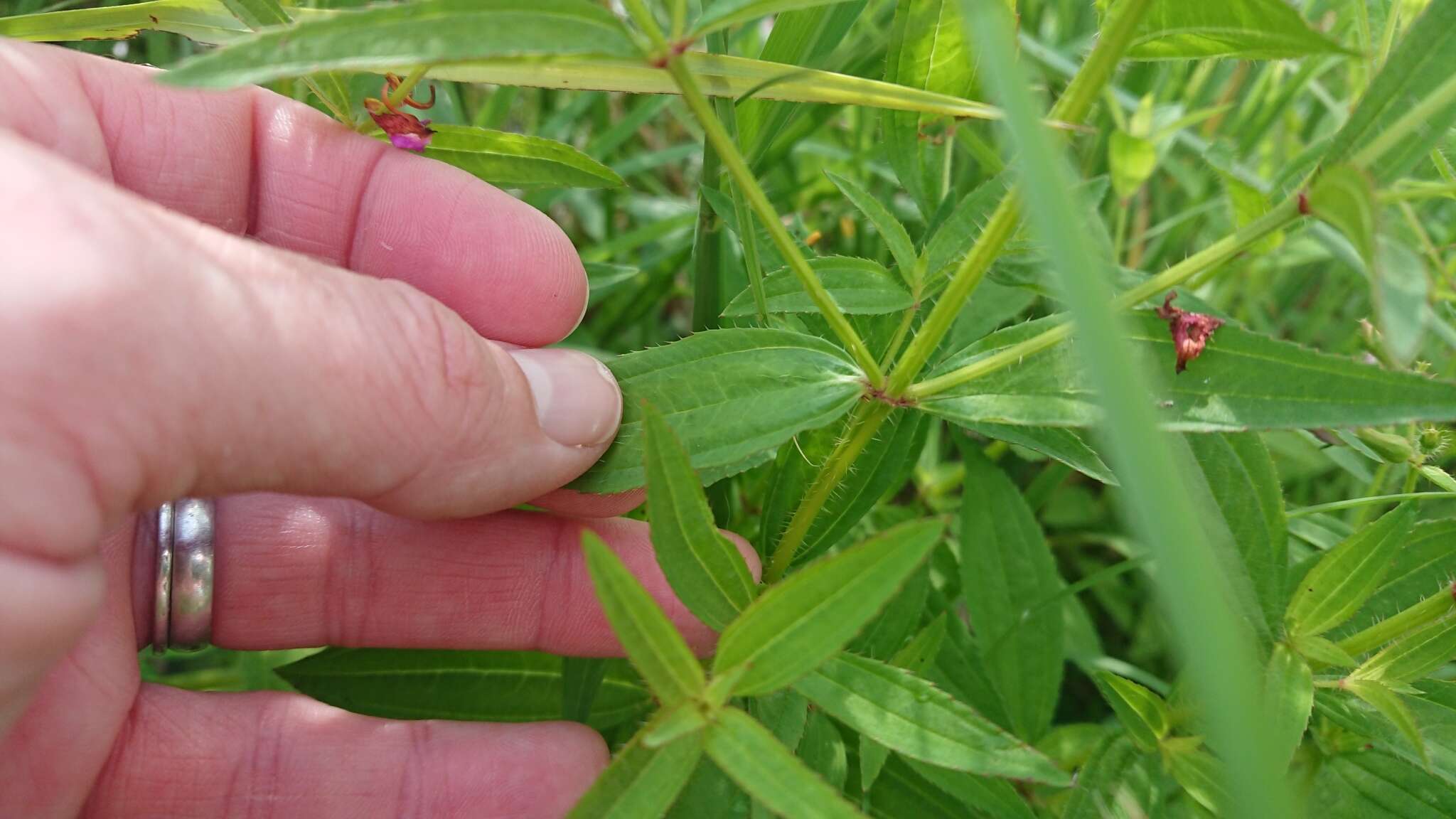 Imagem de Rhexia mariana var. interior (Pennell) Kral & Bostick