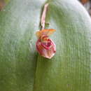 Image of Pleurothallis giraffa Luer