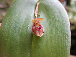 Image of Pleurothallis giraffa Luer