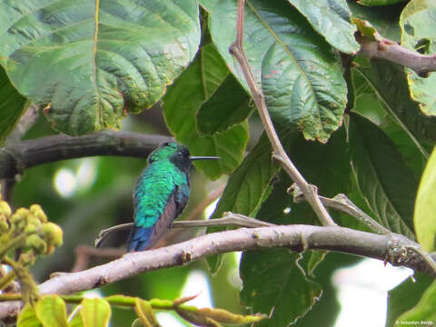 Image of Western Emerald