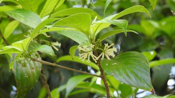 Image of Arachnothryx chiapensis (Brandegee) Borhidi