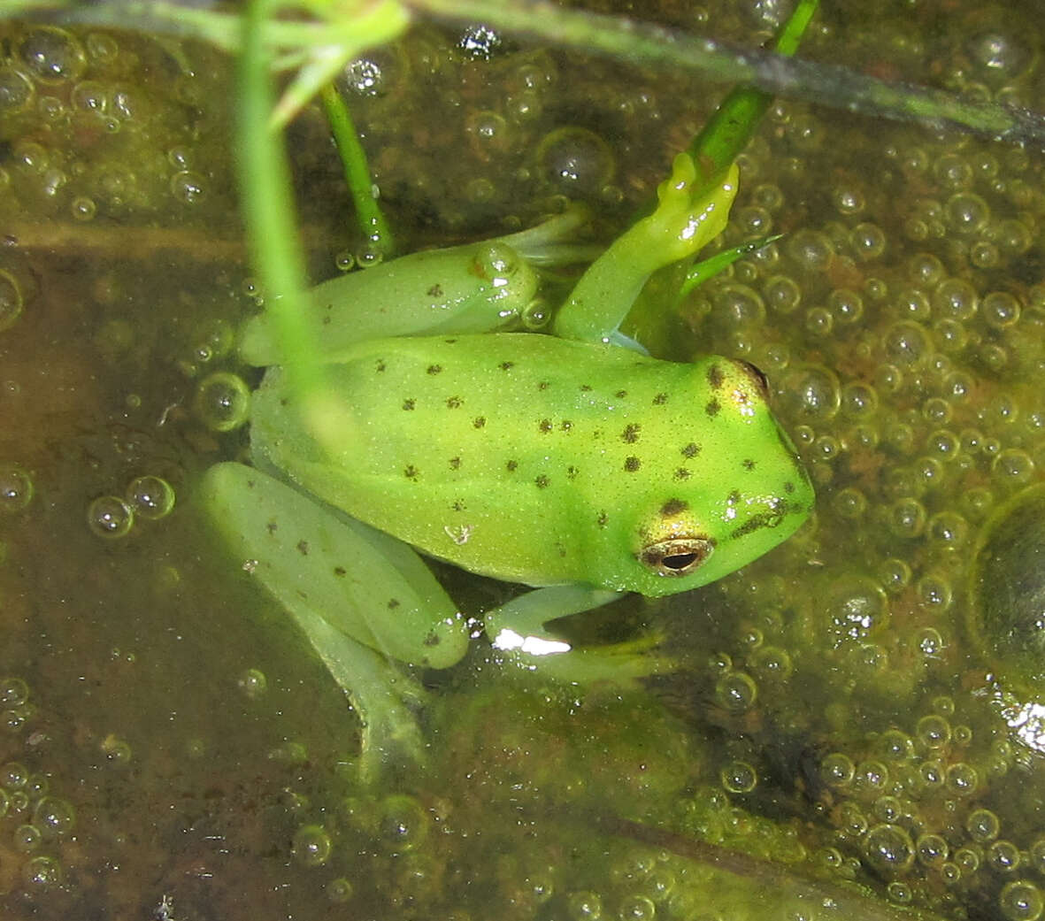 Image of Water Lily Frog
