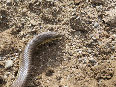 Image of Paraphimophis Zaher, Grazziotin, Murphy, Scrocchi, Altamirano Benavides, Zhang & Bonatto 2012