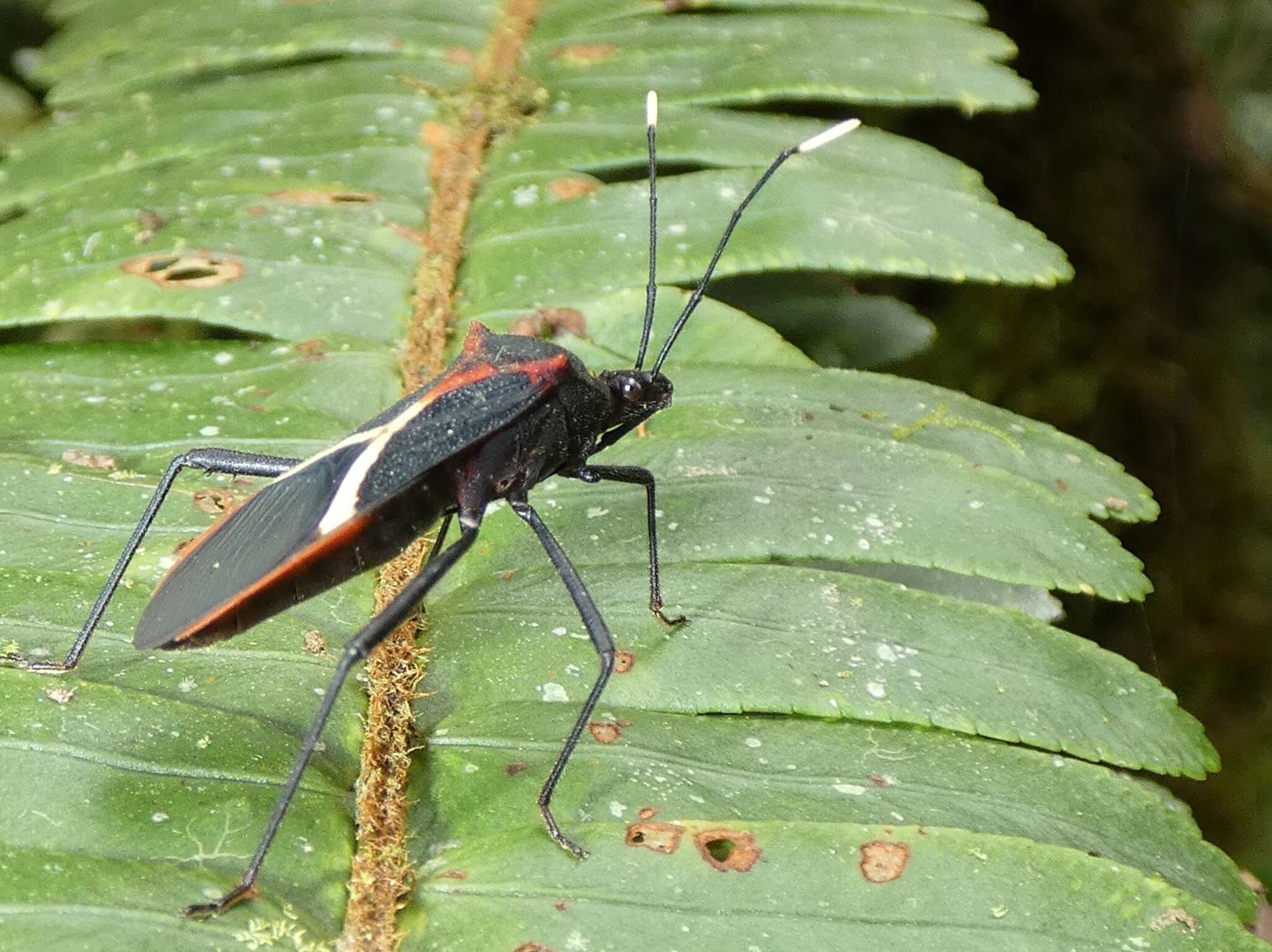 صورة Leptoscelis conspicuus Brailovsky & Barrera 2012