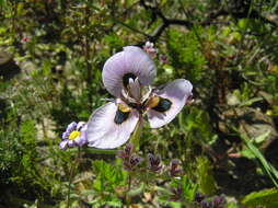 Image of Moraea villosa subsp. villosa