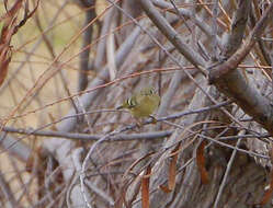 Image of Ruby-crowned Kinglet