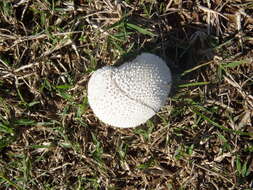 Imagem de Lycoperdon pratense Pers. 1794