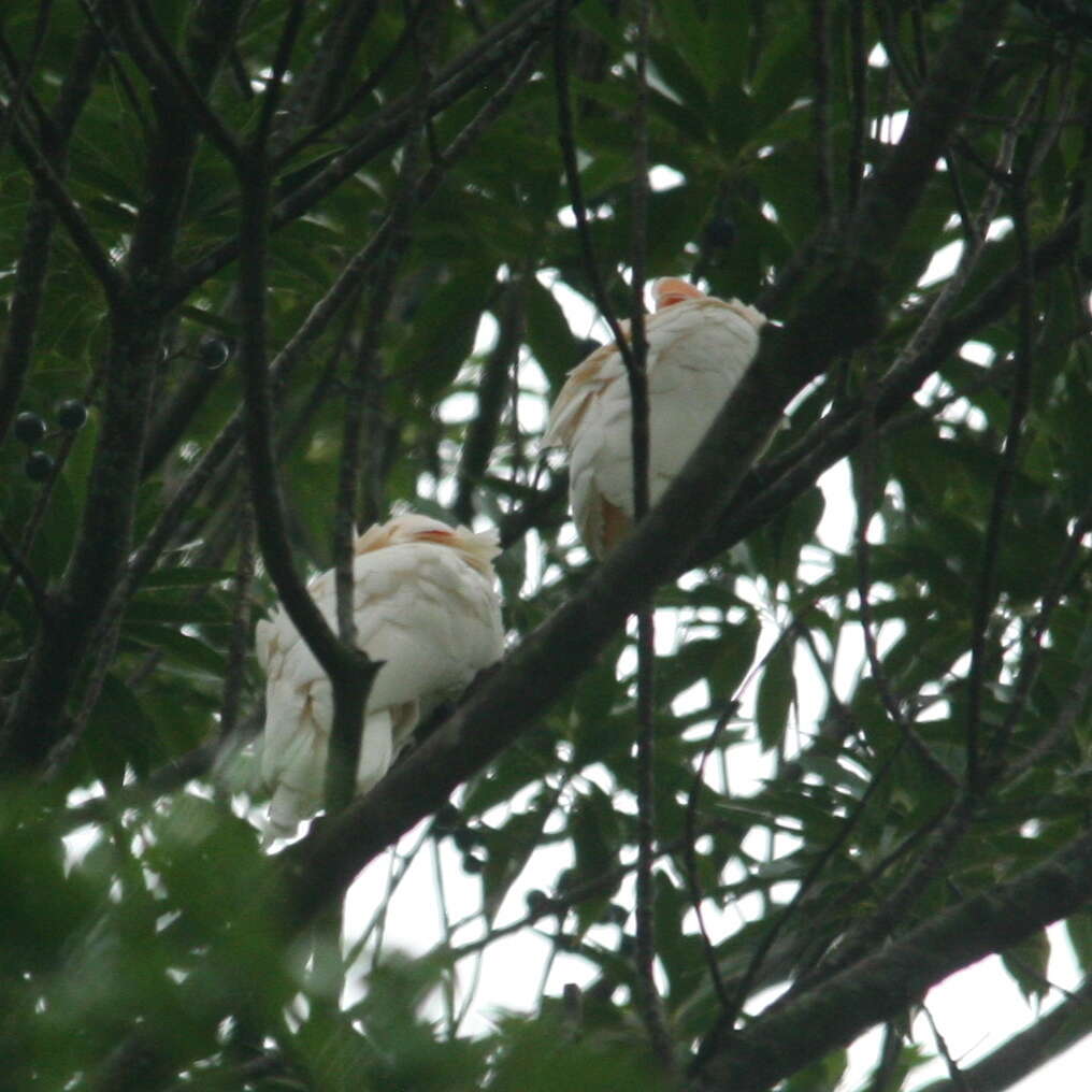 Cacatua moluccensis (Gmelin & JF 1788) resmi