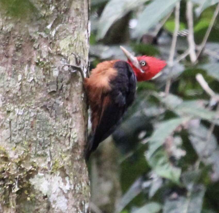 Image of Red-necked Woodpecker