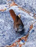 Image of Sinaloa Wren