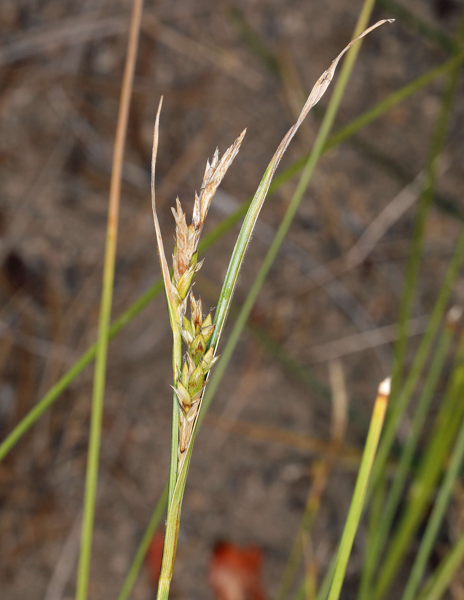 Image of Whitney's sedge