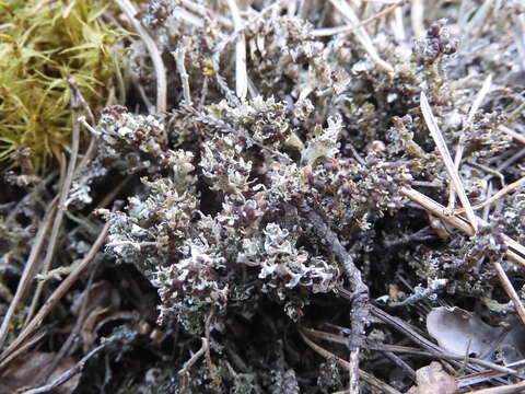 Image of cup lichen