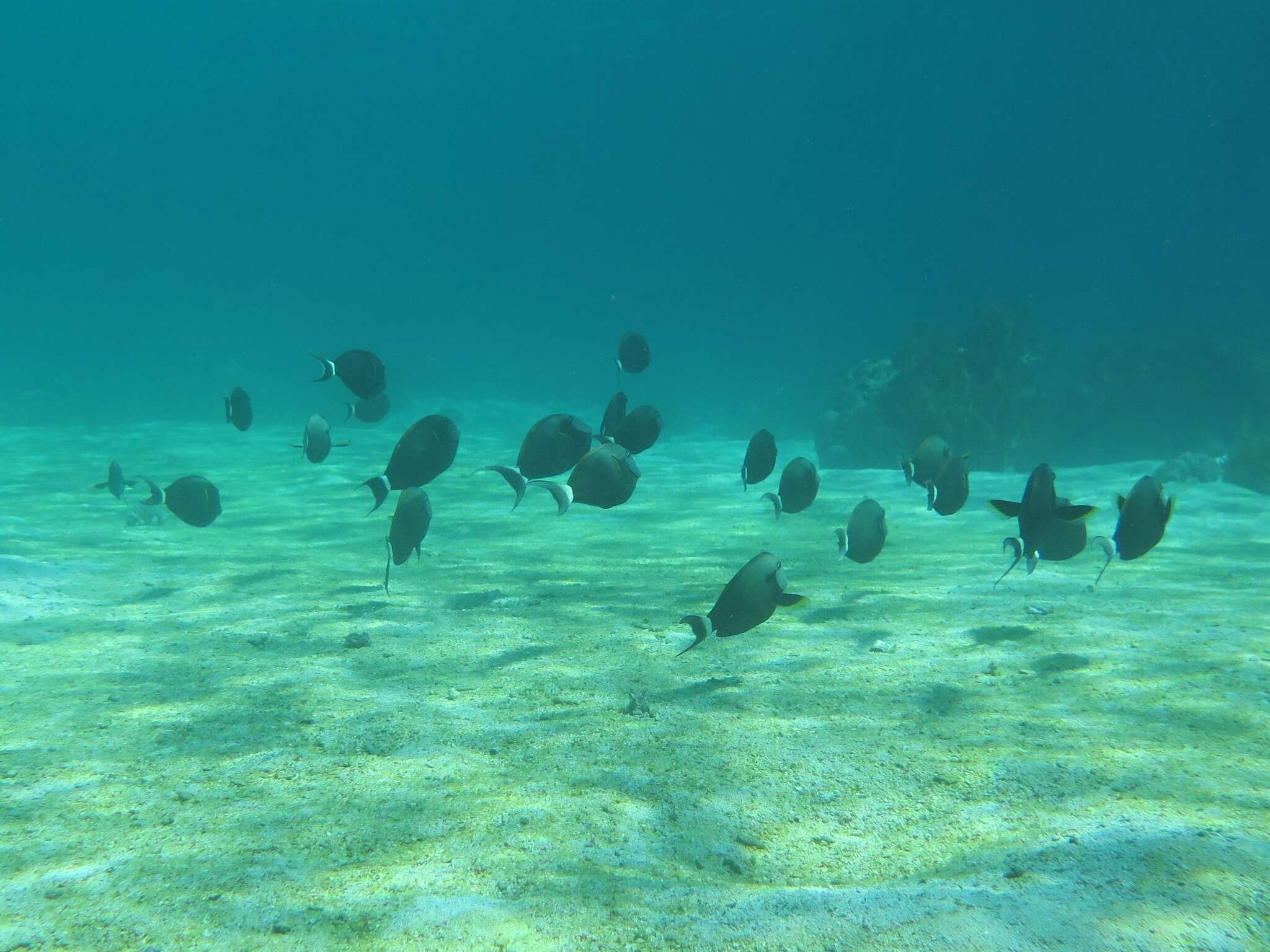 Image of Black-barred Surgeonfish