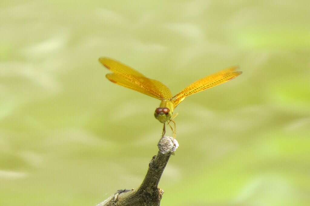 Imagem de Perithemis electra Ris 1930