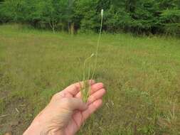 Image of Wright's plantain