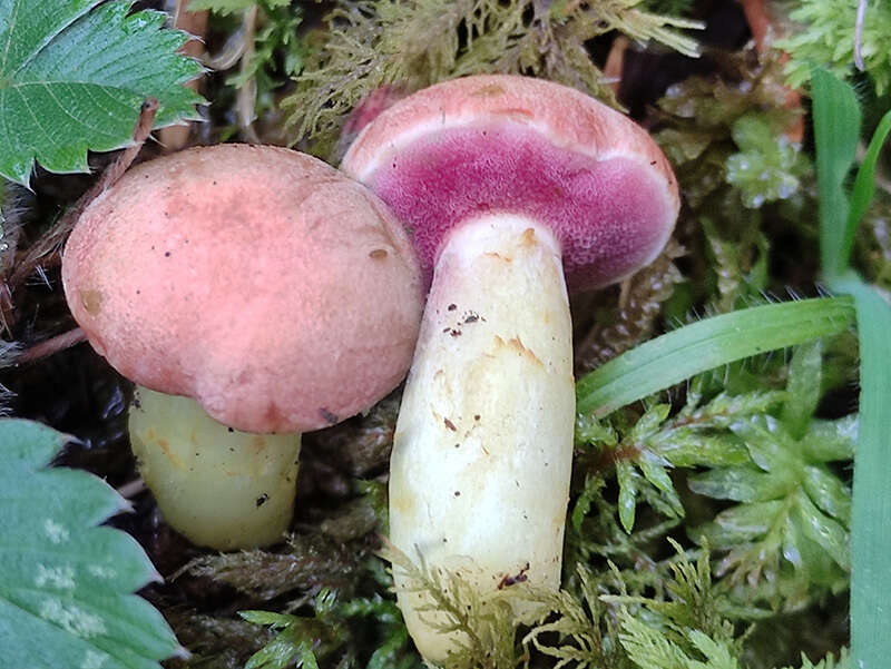 Image of Chalciporus amarellus (Quél.) Bataille