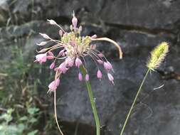 Image of Allium carinatum subsp. pulchellum (G. Don) Bonnier & Layens