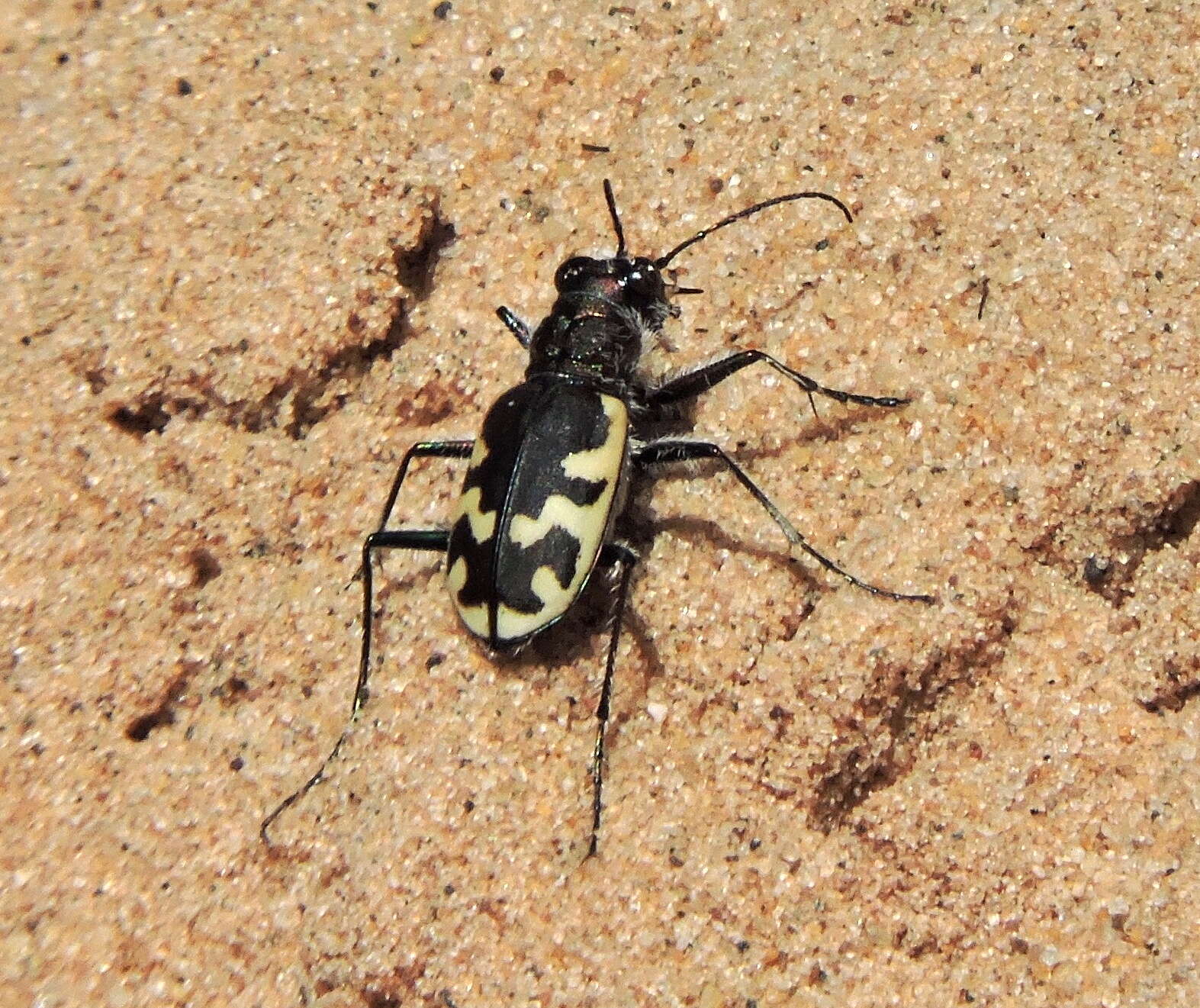 Image de Cicindela (Cicindela) formosa generosa Dejean 1831