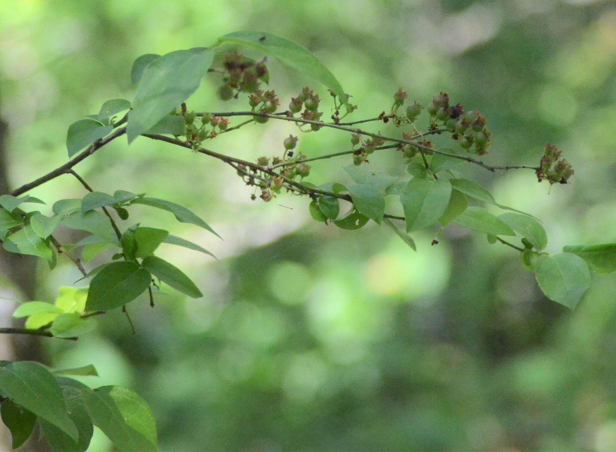 Plancia ëd Vaccinium fuscatum Ait.