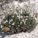 Слика од Rhammatophyllum pachyrhizum (Kar. & Kir.) O. E. Schulz