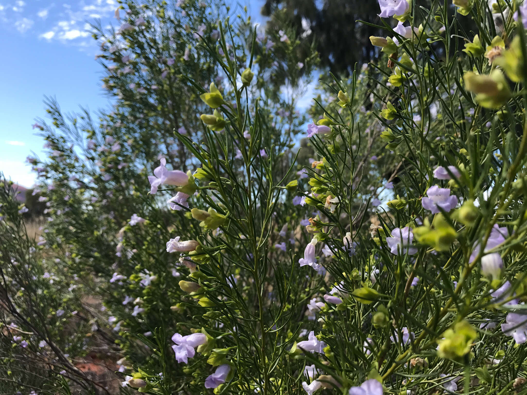 Image of Eremophila gibsonii F. Muell.