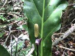 Image of Anthurium affine Schott