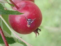 Image of Apple Maggot Fly