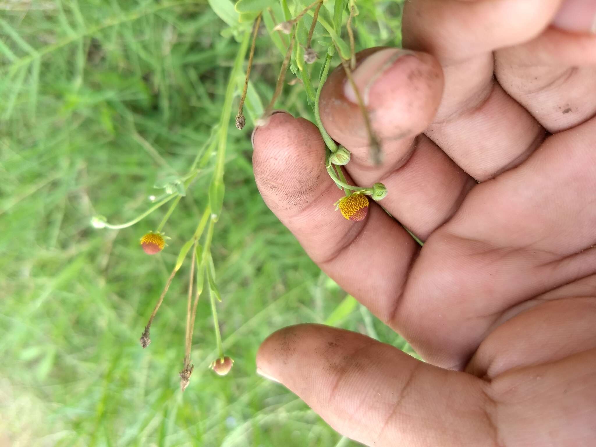 Image of Thurber's Sneezeweed