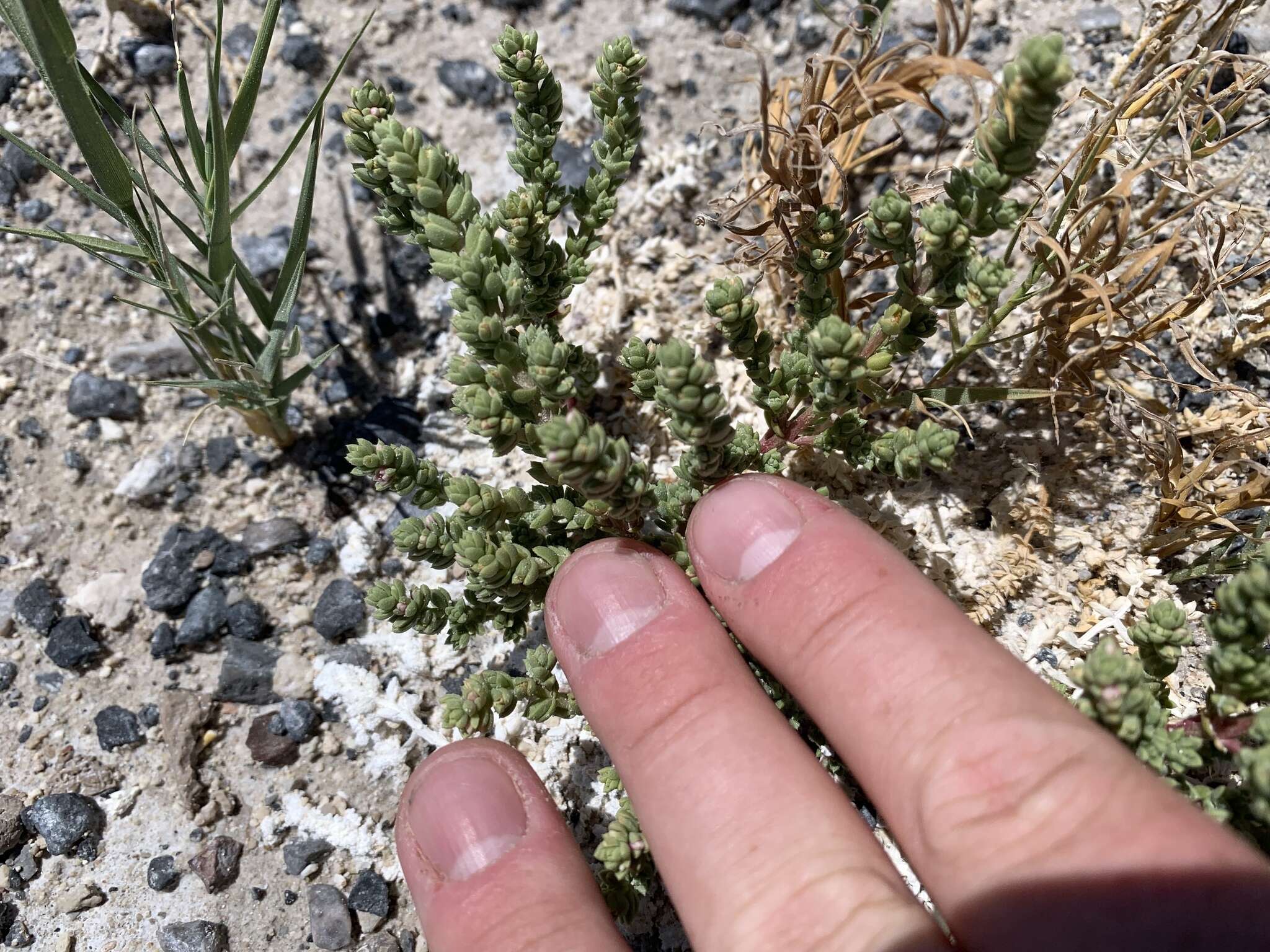 Image of Amargosa niterwort